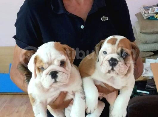 İngi̇li̇z Buldog  Yavrular