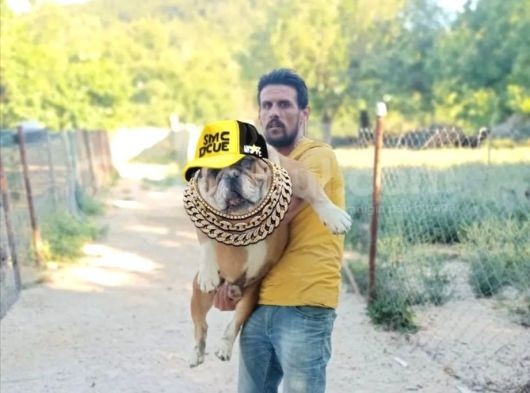 İngi̇li̇z Buldog  Yavrular görsel