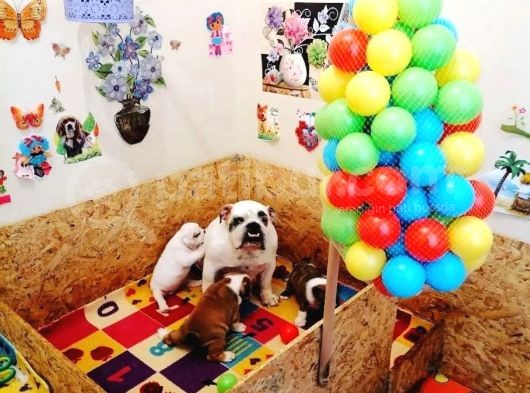 İngi̇li̇z Buldog  Yavrular görsel