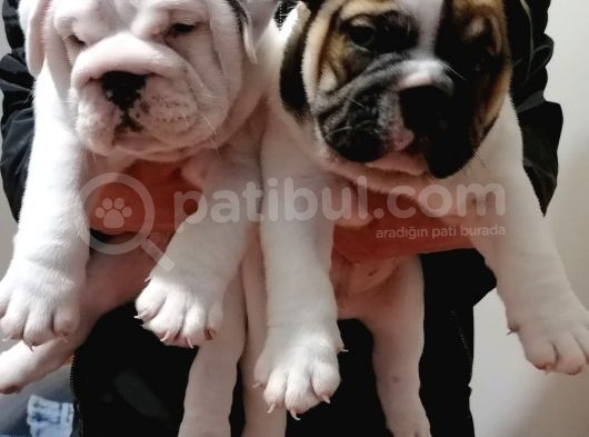 İngi̇li̇z Buldog  Yavrular görsel