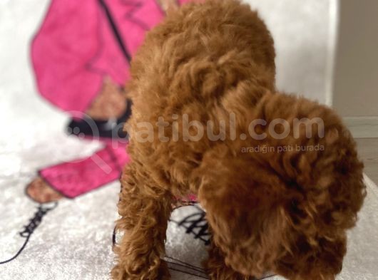 Müthiş Orjinal Irk Toy Poodle Bebeklerim görsel