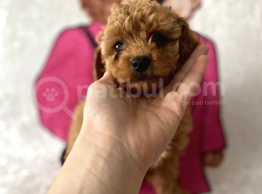 Müthiş Orjinal Irk Toy Poodle Bebeklerim