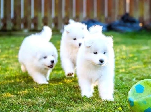 Irk Ve Sağlık Garantili Kar Beyazı Samoyed Yavrularım