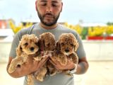 Ev uretimi aşılı poodle bebeklerimiz