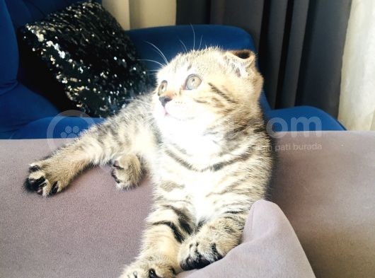 Bu Fiyata Bu Güzellik Başka Yerde Yok Black Golden Tabby Prenses görsel