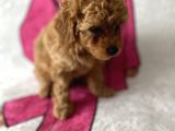 Müthiş Orjinal Irk Toy Poodle Bebeklerim