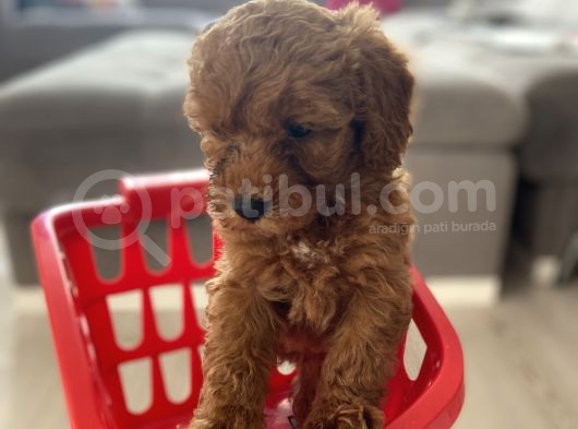 Orjinal Irk Toy Poodle Bebeklerim görsel