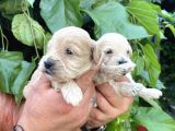 Maltipoo Yavrularım Sağlık Ve Irk Garantilid