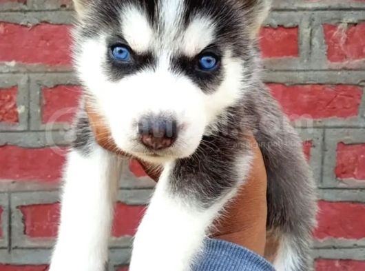 Eşsi̇z Güzelli̇kte Husky Yavrular