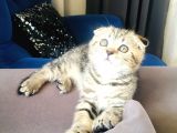 Bu Fiyata Bu Güzellik Başka Yerde Yok Black Golden Tabby Prenses