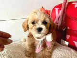 Orji̇nal Malti̇po Yavrular