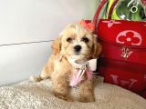 Orji̇nal Malti̇po Yavrular