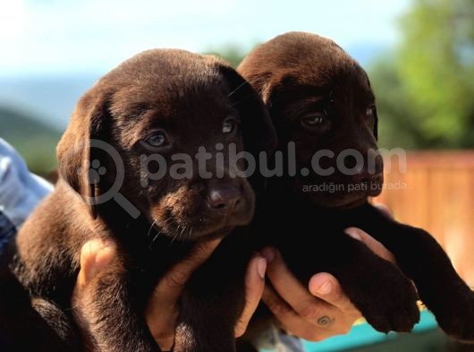 Son 1 Ad Çikolata Rengi Labrador Yavrumuz görsel