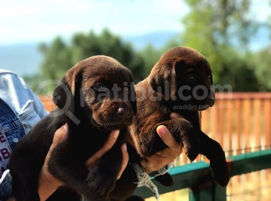 Son 1 Ad Çikolata Rengi Labrador Yavrumuz görsel