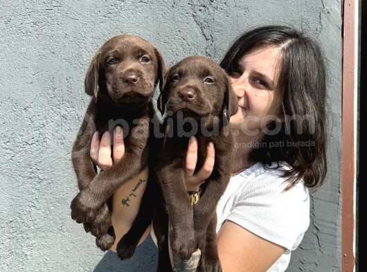 Labrador Bebeklerimiz Bursa Köpek Okulu görsel