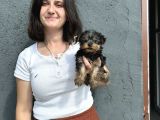 Yorkshire Yavru Bursa Köpek Okulu