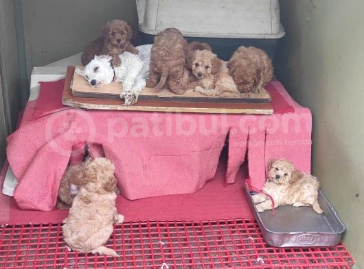 Her Kese Her Keseye Uygun Renk Renk Toy Poodle Yavrular görsel