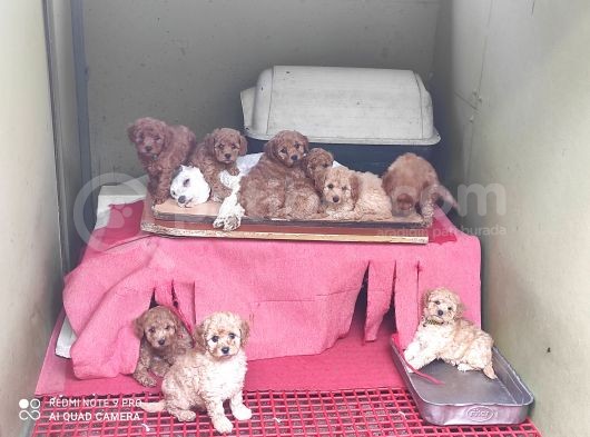 Her Kese Her Keseye Uygun Renk Renk Toy Poodle Yavrular görsel