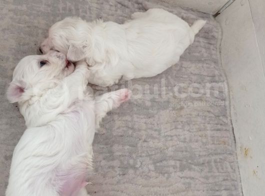 Maltese Yavrularımız görsel