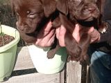 safkan çikolata Labrador yavrularimiz