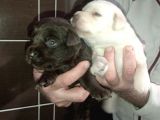 Labrador Yavrularimiz