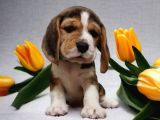 Beagle Bebekler