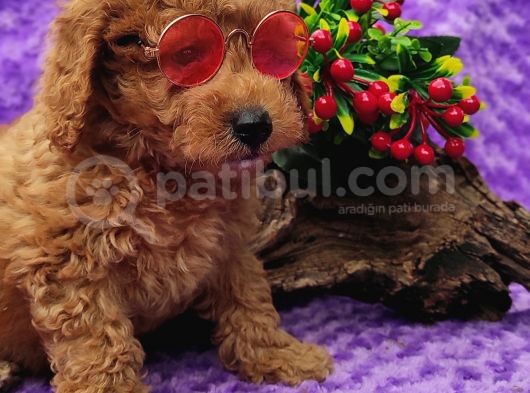 En Guzeli̇ En Hesapli̇si̇ Bi̇zde Toy Poodle görsel