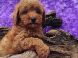 EN GUZELİ EN HESAPLİSİ BİZDE TOY POODLE
