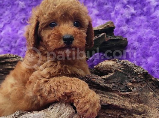 En Guzeli̇ En Hesapli̇si̇ Bi̇zde Toy Poodle