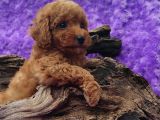 En Guzeli̇ En Hesapli̇si̇ Bi̇zde Toy Poodle