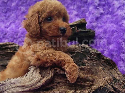 En Guzeli̇ En Hesapli̇si̇ Bi̇zde Toy Poodle görsel
