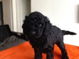 Safkan Black Toy Poodle Yavrular Ücretsiz Servis İmkanı