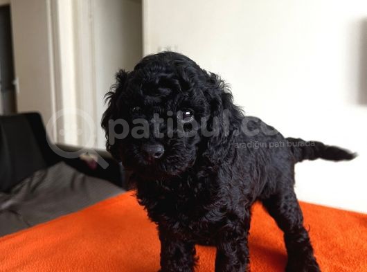 Safkan Black Toy Poodle Yavrular Ücretsiz Servis İmkanı görsel