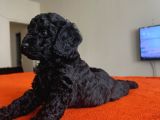 Safkan Black Toy Poodle Yavrular Ücretsiz Servis İmkanı