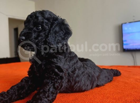 Safkan Black Toy Poodle Yavrular Ücretsiz Servis İmkanı görsel