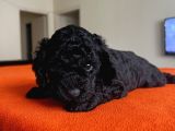 Safkan Black Toy Poodle Yavrular Ücretsiz Servis İmkanı