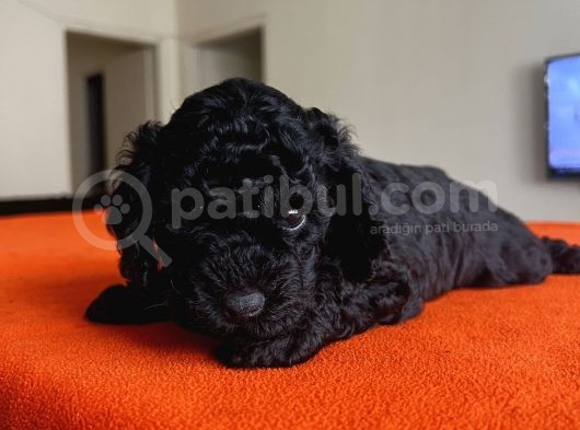 Safkan Black Toy Poodle Yavrular Ücretsiz Servis İmkanı görsel
