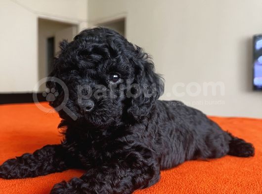 Safkan Black Toy Poodle Yavrular Ücretsiz Servis İmkanı