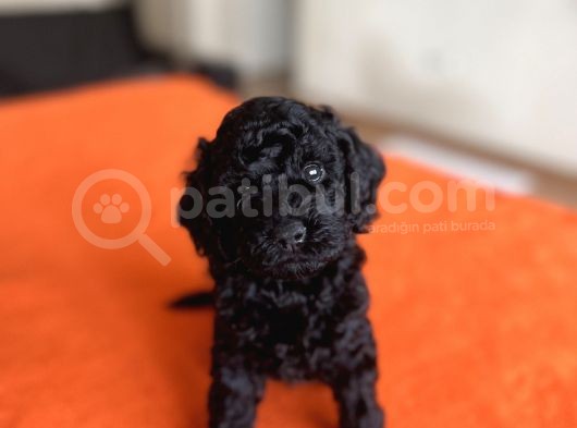 Safkan Black Toy Poodle Yavrular Ücretsiz Servis İmkanı görsel