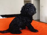 Safkan Black Toy Poodle Yavrular Ücretsiz Servis İmkanı