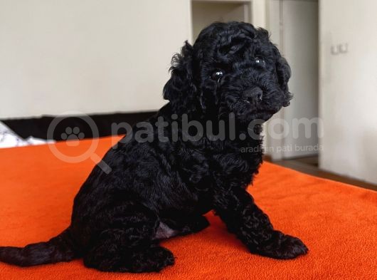 Safkan Black Toy Poodle Yavrular Ücretsiz Servis İmkanı görsel