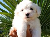 Sut Beyaz Maltese Terrier