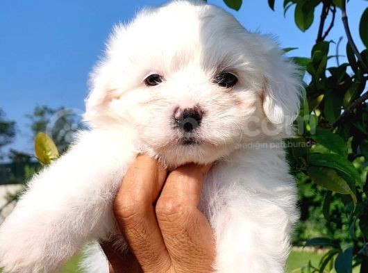 Maltese Terrier Beyaz Safkan