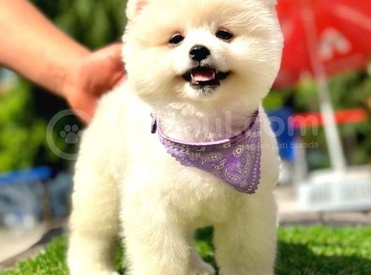Safkan Pomeranian Boo Yavrularımız