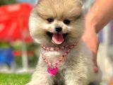 Safkan Pomeranian Boo Yavrularımız