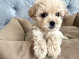 APRİCOT A KALİTE MALTİPOO YAVRULARI