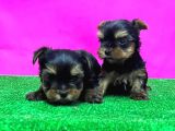 Teacup Yorkshi̇re Terri̇er Yavrular