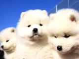 Irk Ve Sağlık Garantili Kar Beyazı Samoyed Yavrularım