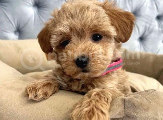 Red Rengi̇nde  A Kali̇te Malti̇poo Yavrulari görsel
