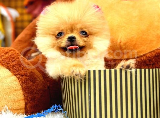 2 Aylık Mikro Teacup Pomeranian Bebek görsel